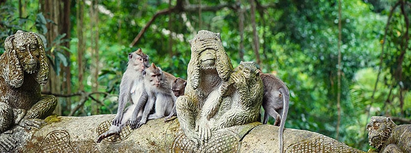 Sacred Monkey Forest Sanctuary